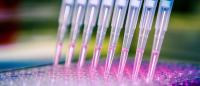A scientist distributes liquid through a multichannel Pipette into a 96-cell culture plate.